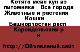 Котята мейн-кун из питомника - Все города Животные и растения » Кошки   . Башкортостан респ.,Караидельский р-н